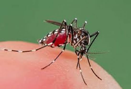 Investigadores del Cinvestav diseñan y prueban antivirales como estrategía para el control del dengue