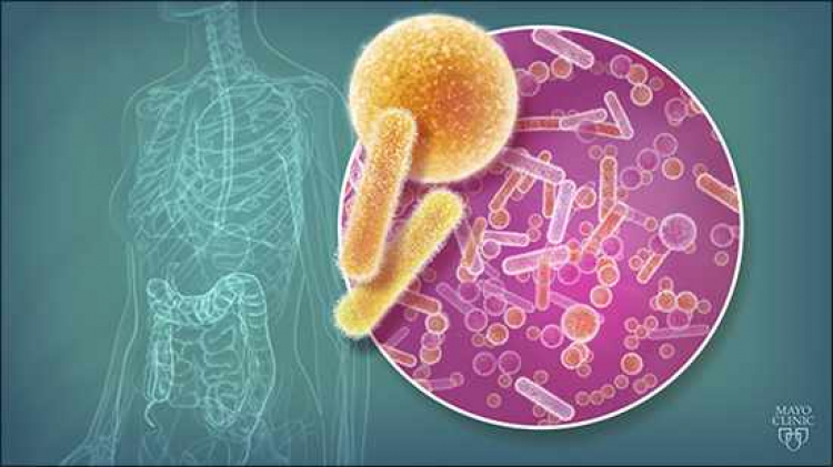 De más de 40%, el incremento de investigaciones en torno a la microbiota registrado por la Fundación Biocodex