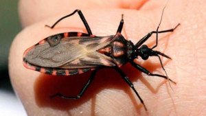 Promueven la atención temprana de enfermedades cariovasculares y su relación con la Enfermedad de Chagas