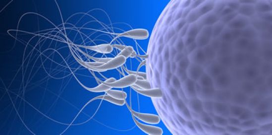 Capacitan a espermatozoides para fecundar