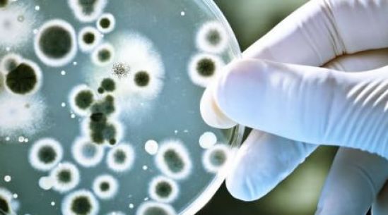 Investigadores del Cinvestav describen la clave que hace a las bacterias más resistentes