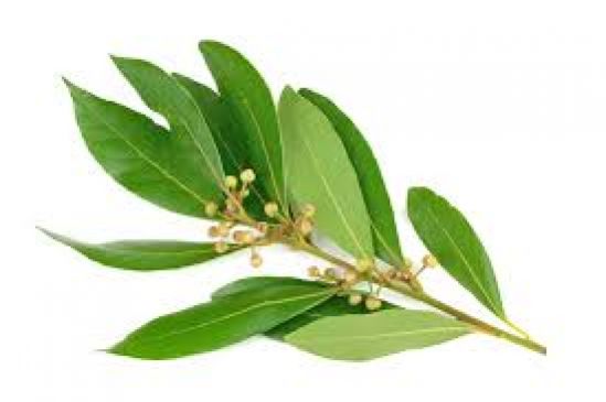 Efectos antidepresivos y ansiolíticos del laurel