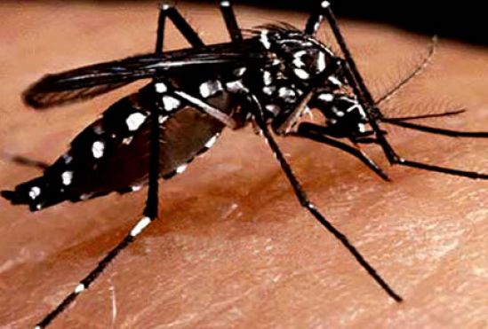 Prevención mediante vacunación, estrategia crucial contra el dengue 