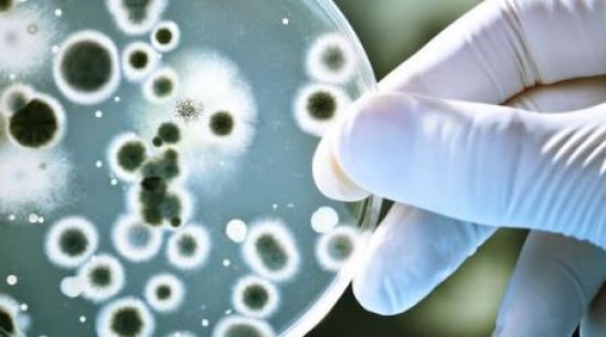 Investigadores del Cinvestav, con secuenciación genética vigilan transición de bacteria como posible agente infeccioso