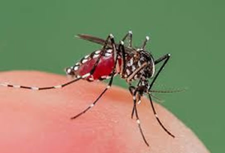 Dengue: experta de Mayo Clinic explica la infección transmitida por mosquitos