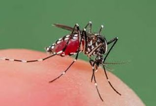 Sanofi recibe una opinión positiva del CHMP para la vacuna contra el dengue