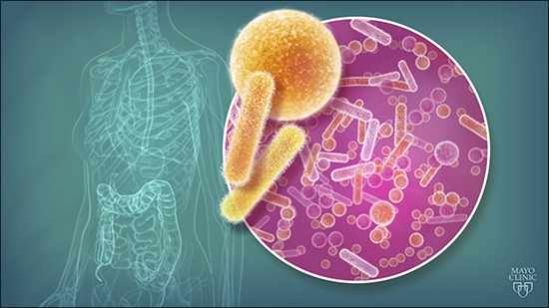 La actividad física propicia una mayor diversidad de la microbiota intestinal
