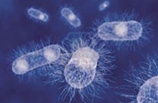 Presenta MSD innovadora terapia para combatir la resistencia bacteriana