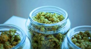 Investigadores mexicanos analizan componente de la mariguana para combatir epilepsia