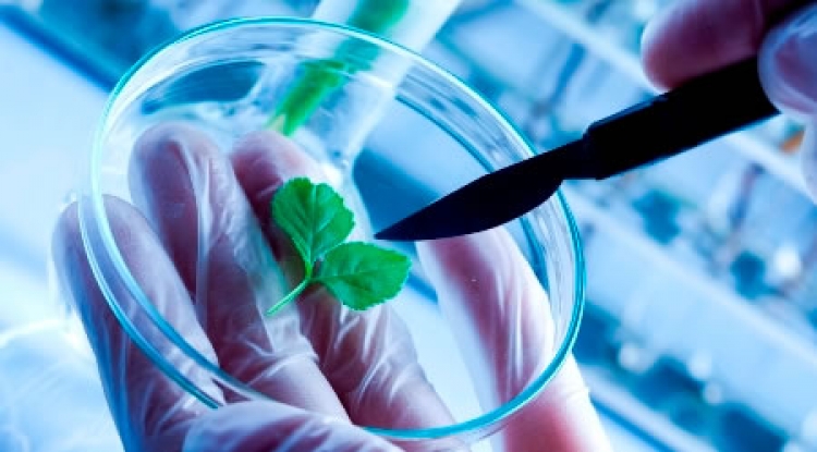 Biotecnología: Horizontes ilimitados para la salud; un reto para el acceso
