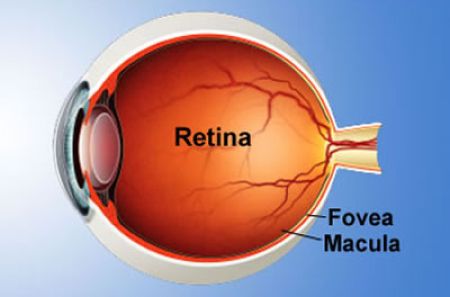 Retina, estructura ocular esencial en la salud visual